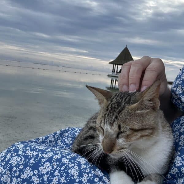 cat in lap at on beach