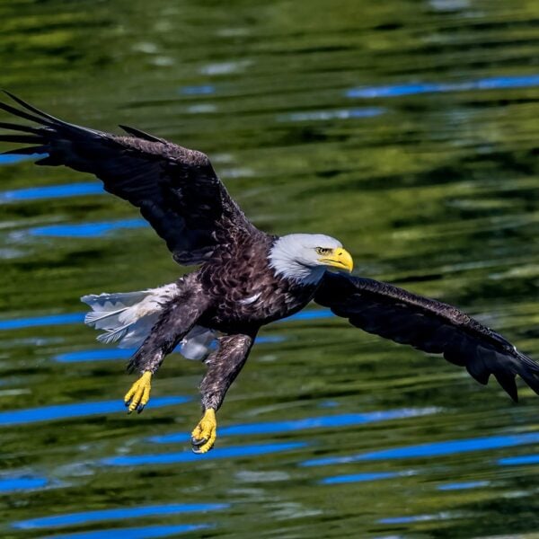 Eagle soaring in alaska